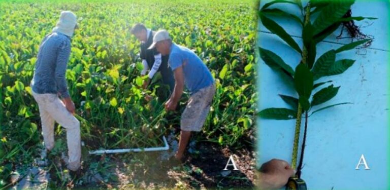 El Efecto del Compost de Eichhornia Crassipes en la Calidad de Plantas en Vivero de Theobroma Cacao