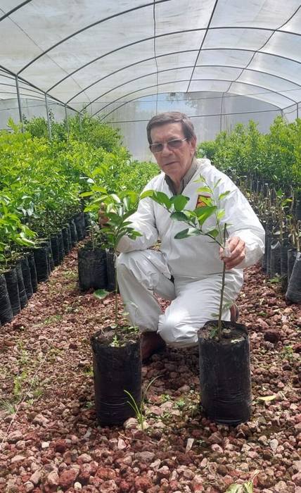 Planta desarrolladas en vivero Campo Verde.