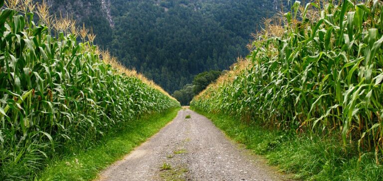 El Salvador y sus Cultivos: Un Viaje por la Agricultura Nacional